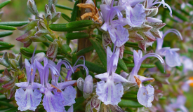 Rosmarinus officinalis